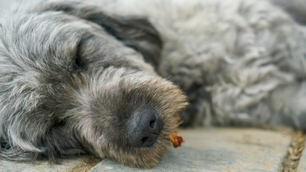 An image of a sleeping dog