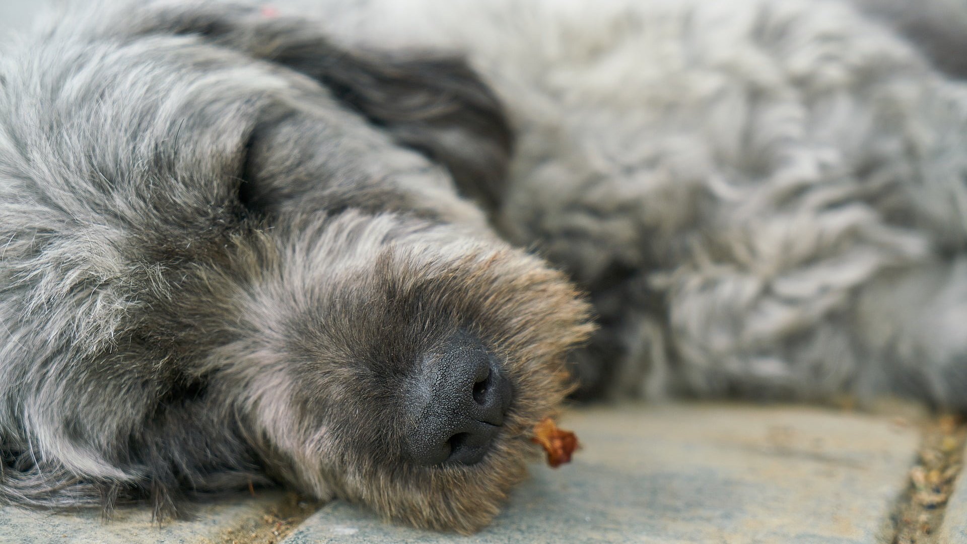 An image of a sleeping dog